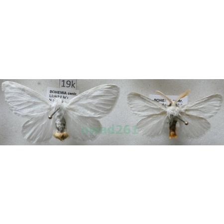 Euproctis chrysorrhoea (Linnaeus, 1758) pair Kuprówka rudnica Czech19k